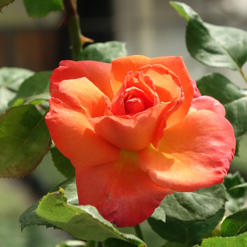 Rosa Christophe Colomb - Edelrose (Flowering)