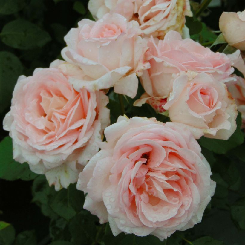 Rosa Clair Renaissance - Edelrose (Flowering)