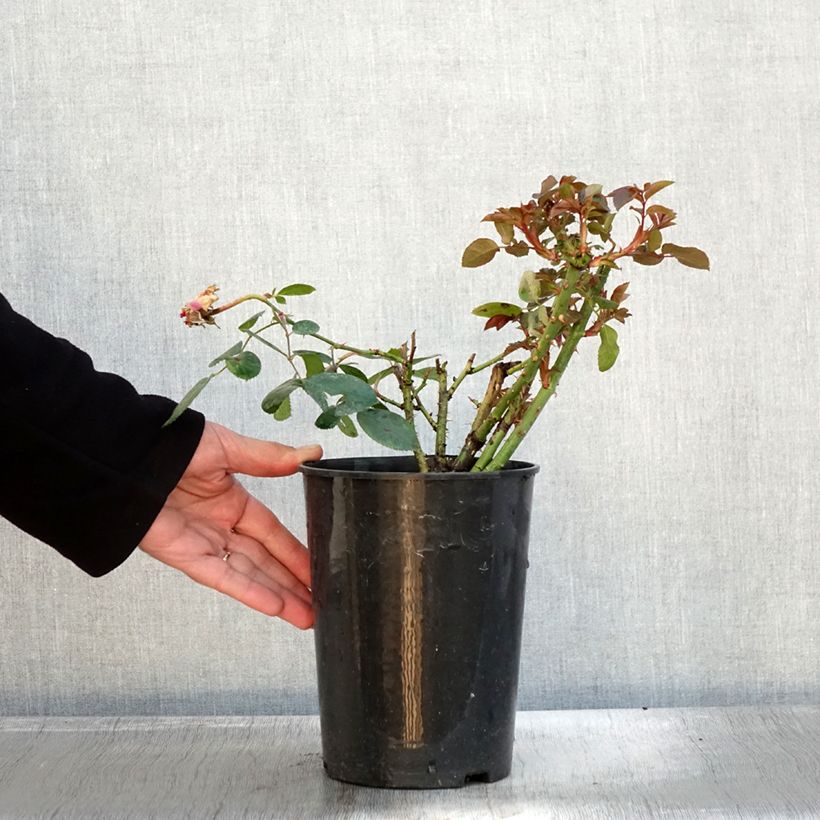 Example of Rosa Claire Marshall - Edelrose Topf mit 2L/3L as you get in automne