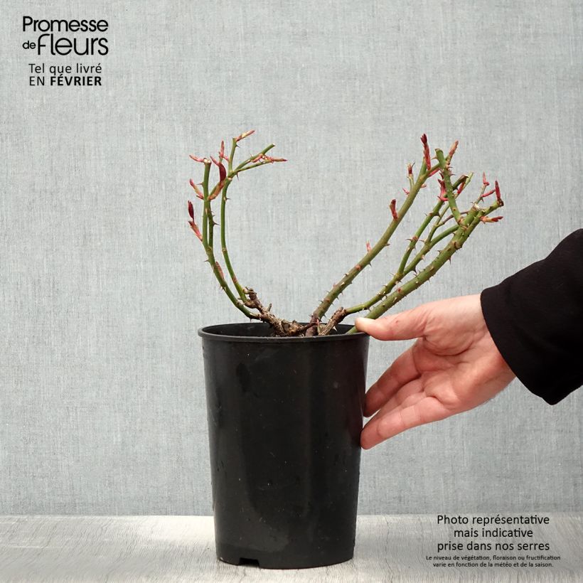 Exemplar von Rosa Claire Marshall - Edelrose Topf mit 2L/3L wie im Winter geliefert