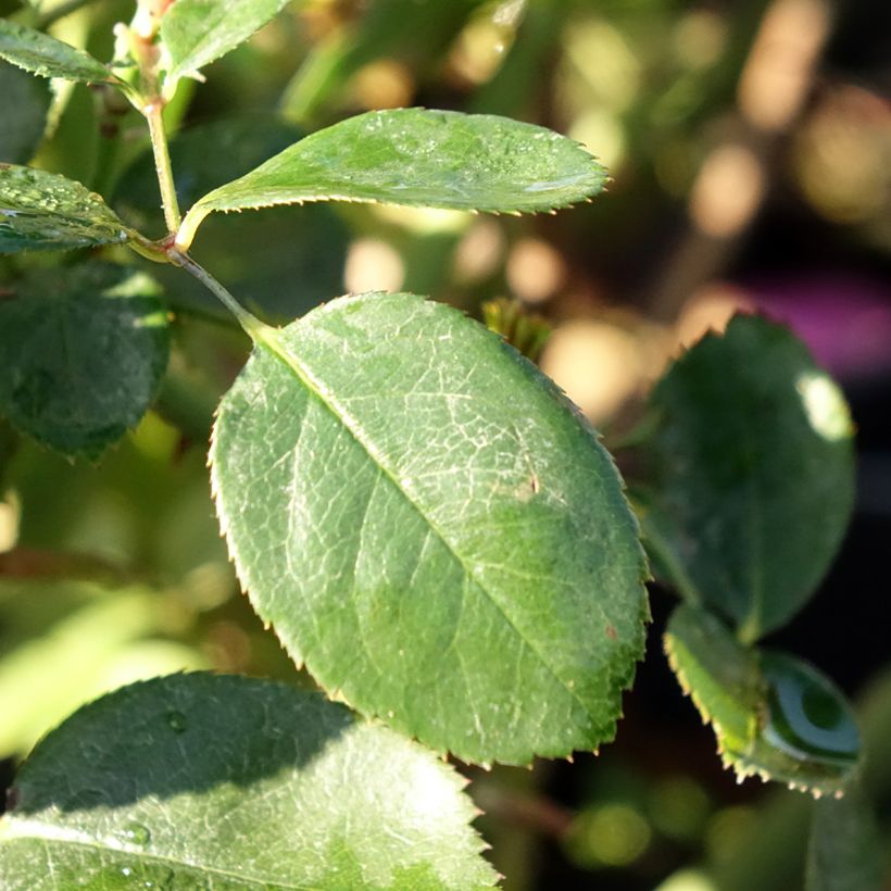Rosa Claire Marshall - Edelrose (Foliage)