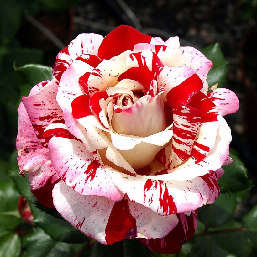 Rosa Coeur de Rockeur - Edelrose (Flowering)