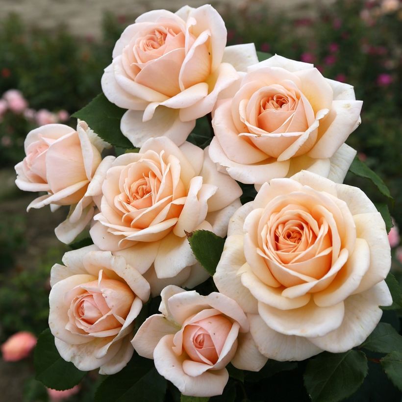 Rosa Courage - Edelrose (Flowering)