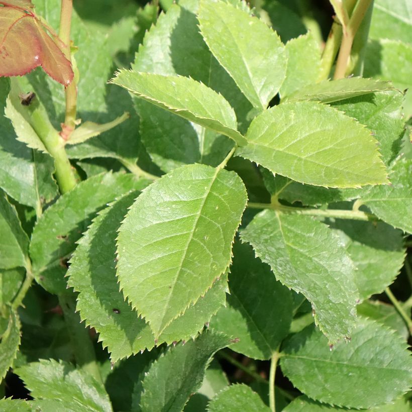 Rosa Crémet d'Anjou - Edelrose (Foliage)