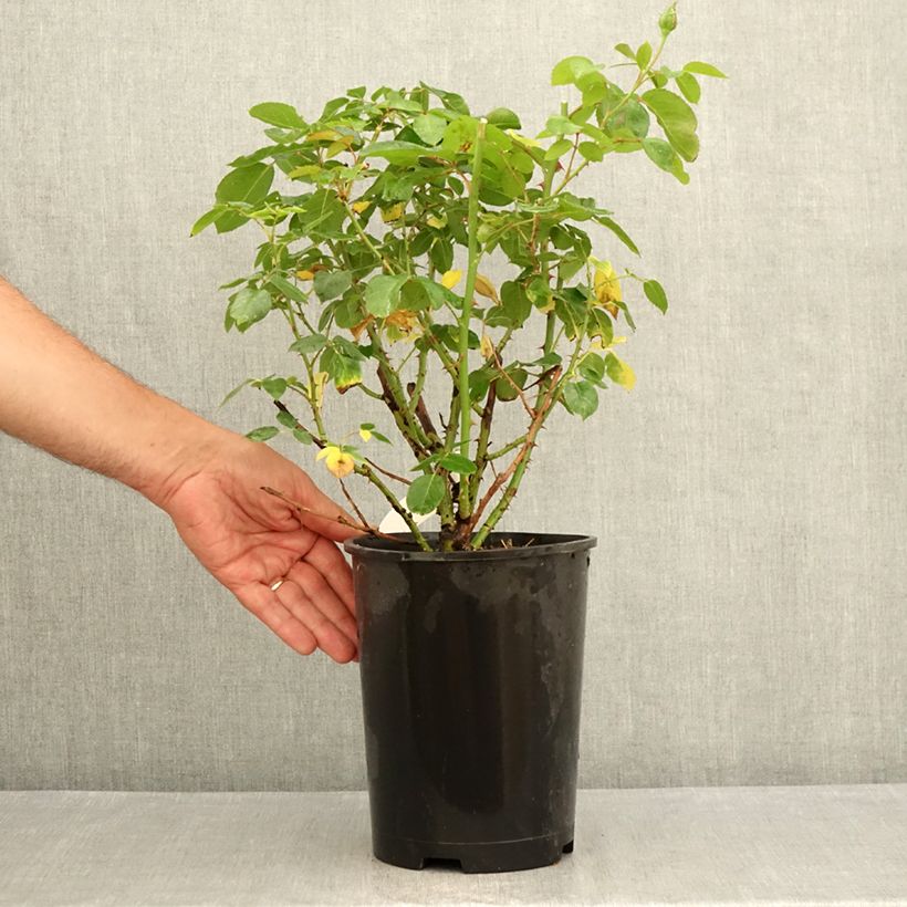 Example of Rosa Criterion - Edelrose Topf mit 4L/5L as you get in ete
