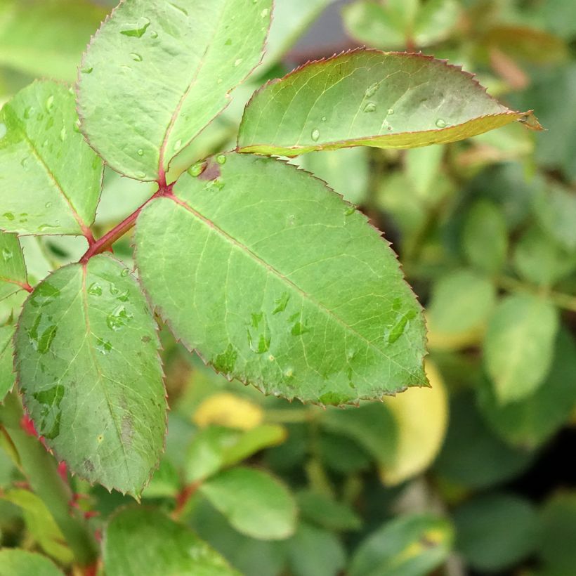 Rosa Criterion - Edelrose (Foliage)