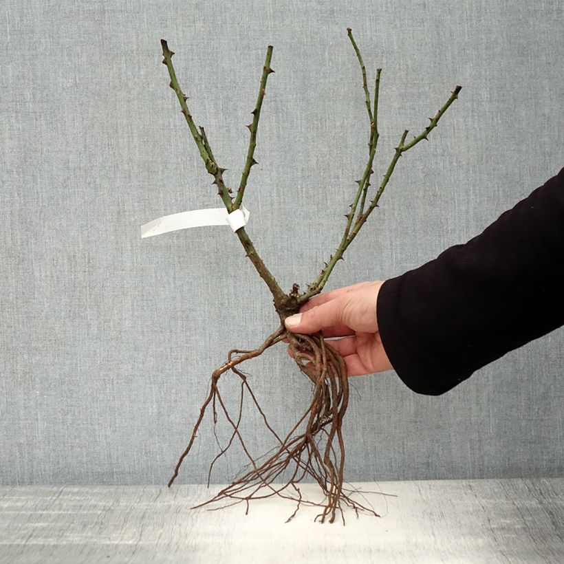 Exemplar von Rosa Dame de Coeur - Edelrose Wurzelnackt wie im Winter geliefert