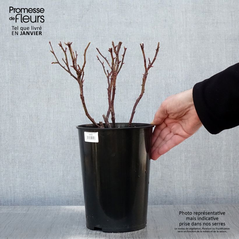 Exemplar von Rosa Diamond Jubilee - Edelrose Topf mit 4L/5L wie im Winter geliefert