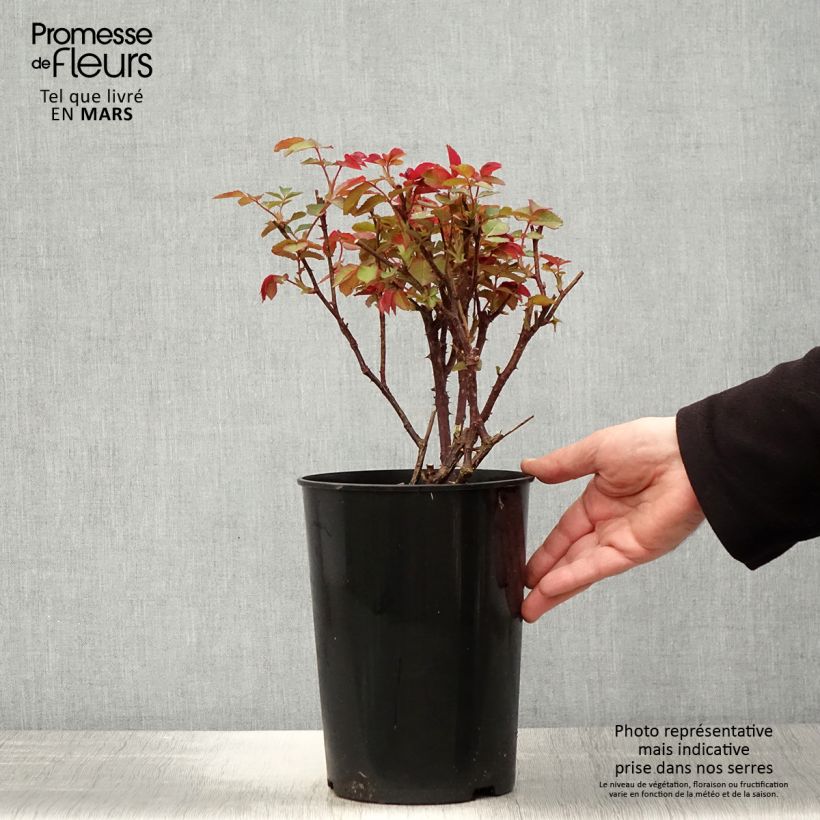 Exemplar von Rosa Diamond Jubilee - Edelrose Topf mit 4L/5L wie im Frühjahr geliefert