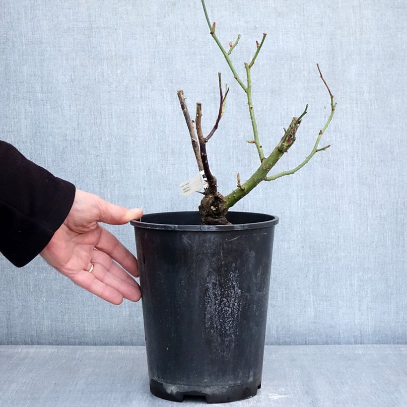 Exemplar von Rosa Dioressence - Edelrose Topf mit 4L/5L wie im Winter geliefert