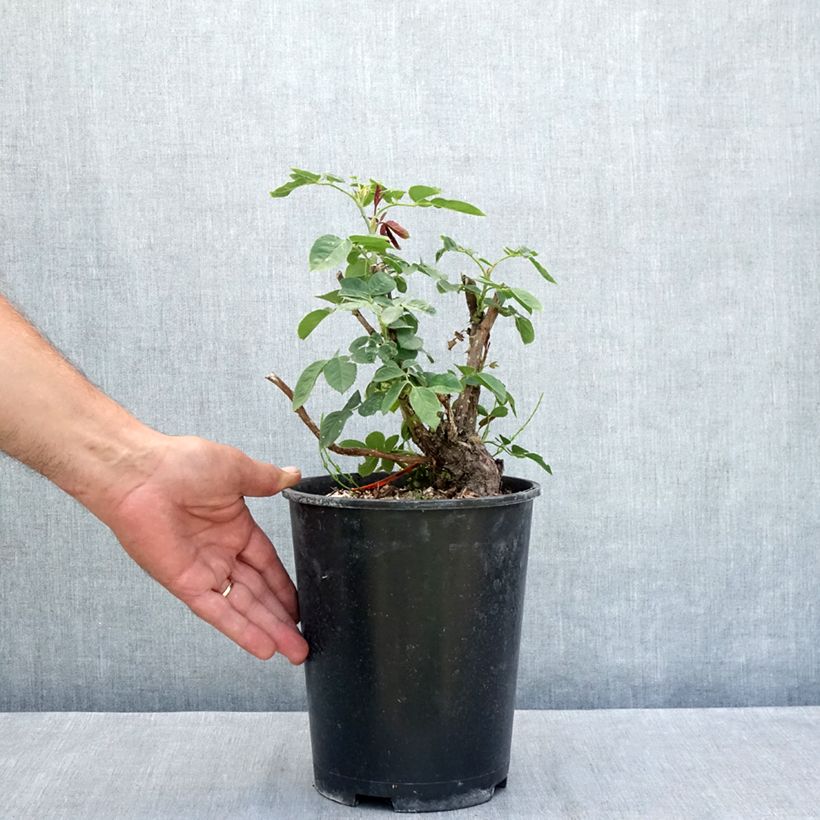 Example of Rosa Donatella - Edelrose Topf mit 4L/5L as you get in ete