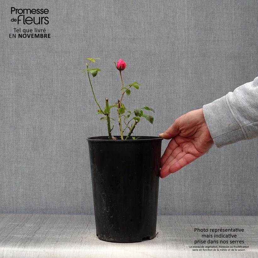 Example of Rosa Elaine Paige - Edelrose Topf mit 4L/5L as you get in automne