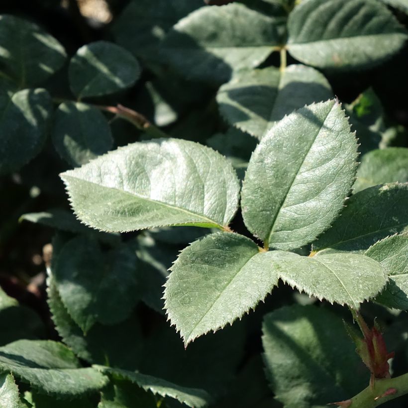 Rosa Elégance Française Meithatie - Edelrose (Foliage)