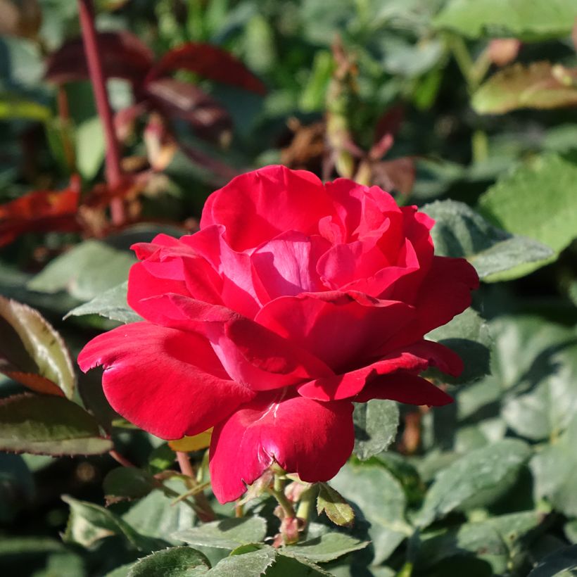 Rosa Elégance Française Meithatie - Edelrose (Flowering)