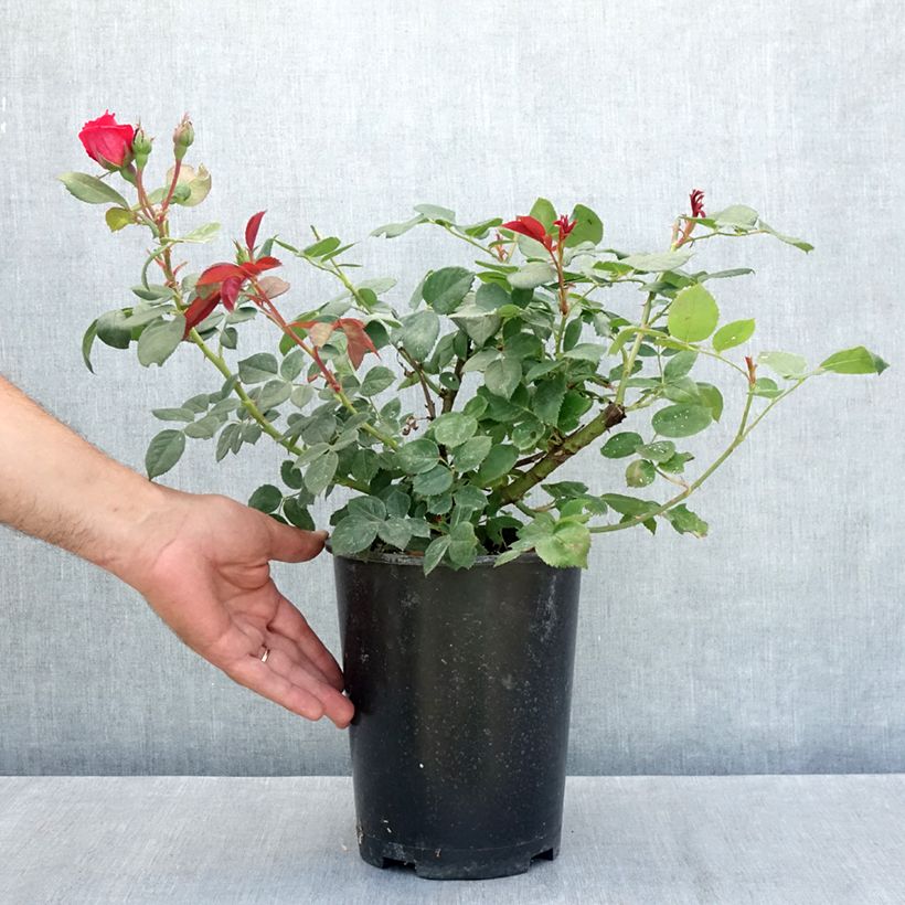 Example of Rosa Elégance Française Meithatie - Edelrose Topf mit 4L/5L as you get in ete