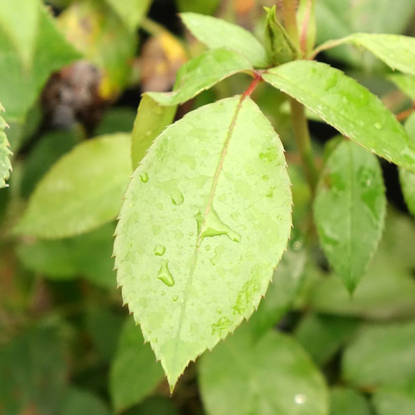 Rosa Eleganza Limona - Edelrose (Foliage)