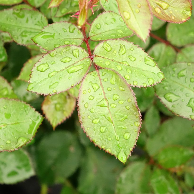 Rosa Eleganza Meine Rose - Edelrose (Foliage)