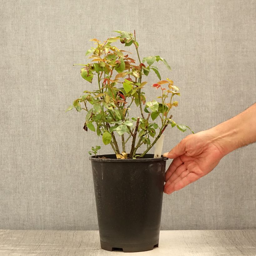 Example of Rosa Eleganza Meine Rose - Edelrose Topf mit 4L/5L as you get in ete
