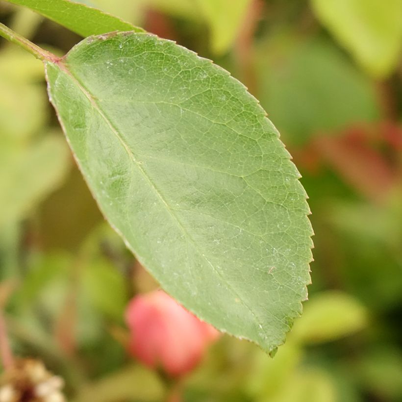 Rosa Eleganza Oh Happy Day - Edelrose (Foliage)