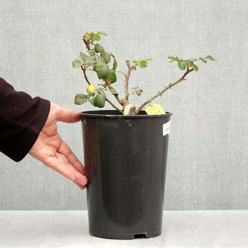 Exemplar von Rosa Eleganza Oh Happy Day - Edelrose Topf mit 4L/5L wie im Herbst geliefert