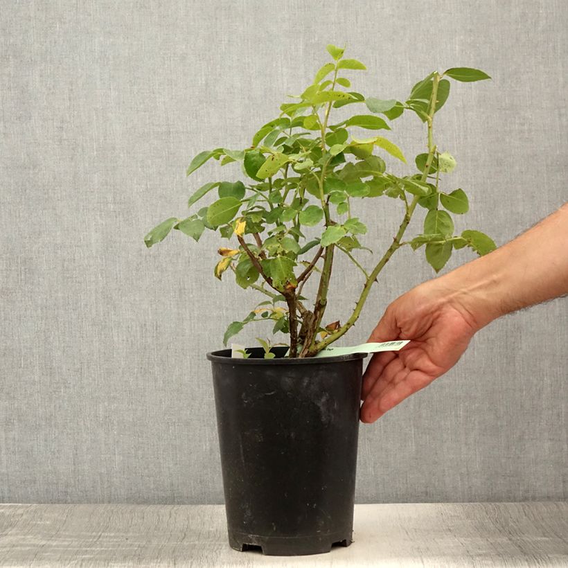 Example of Rosa Eleganza Oh Happy Day - Edelrose Topf mit 4L/5L as you get in ete