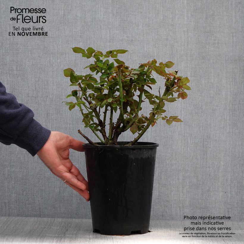 Example of Rosa Eriko Takeda - Edelrose Topf mit 4L/5L as you get in automne