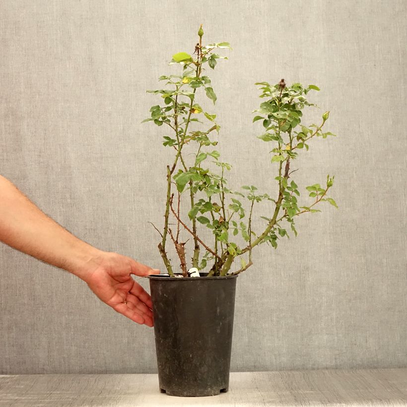 Example of Rosa Espoir d'Anjou - Edelrose Topf mit 4L/5L as you get in ete