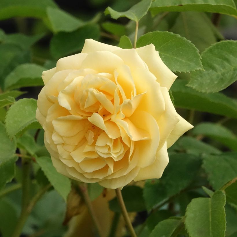 Rosa Fragrant old yellow - Historische Rose (Blüte)