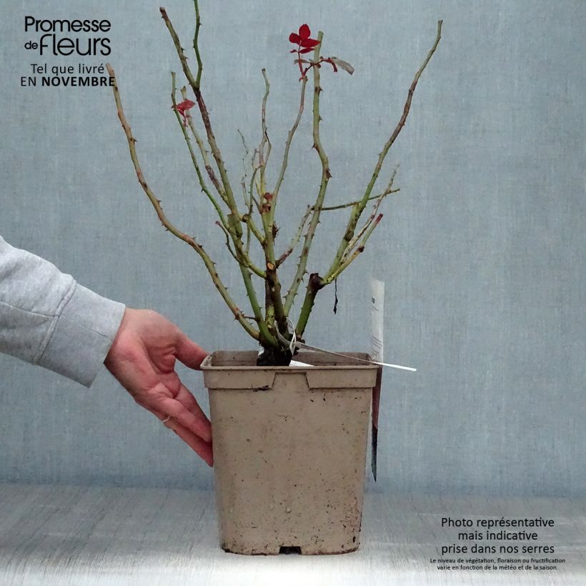Example of Rosa Fragonard - Edelrose Topf mit 3L/4L as you get in automne