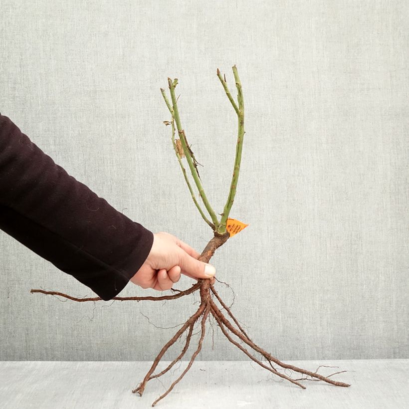 Exemplar von Rosa Frédéric Mistral - Edelrose Wurzelnackt wie im Winter geliefert