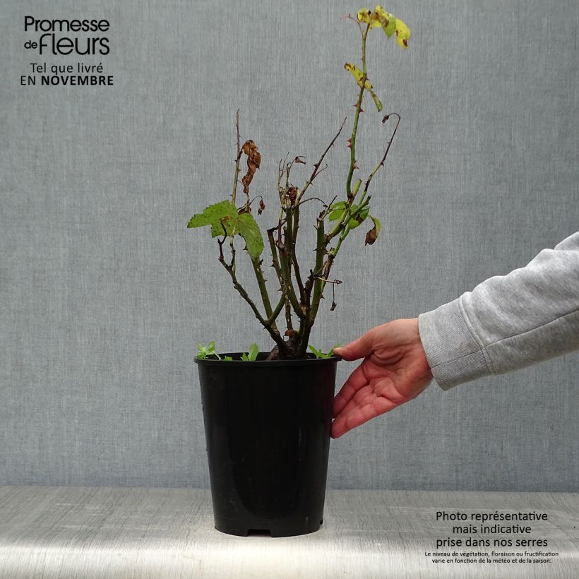 Example of Rosa Gérard Depardieu - Edelrose Topf mit 4L/5L as you get in automne