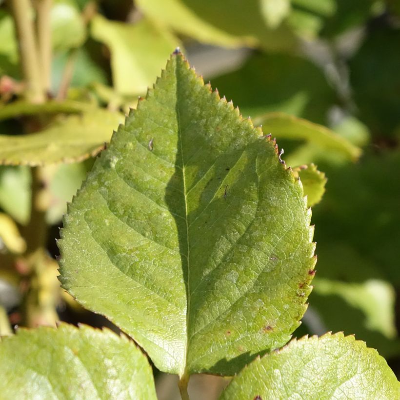 Rosa Gérard Depardieu - Edelrose (Foliage)