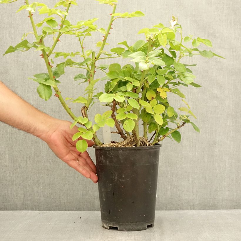 Example of Rosa Goldfinger - Edelrose Topf mit 4L/5L as you get in ete