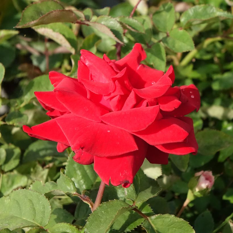 Rosa Grande Amore - Edelrose (Flowering)