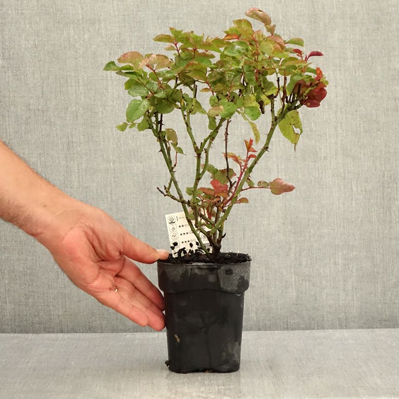 Example of Rosa Grande Amore - Edelrose Topf 10 cm/11cm as you get in ete