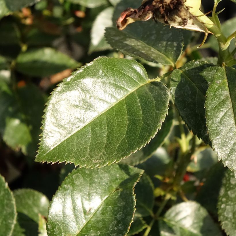 Rosa Grande Classe - Edelrose (Foliage)