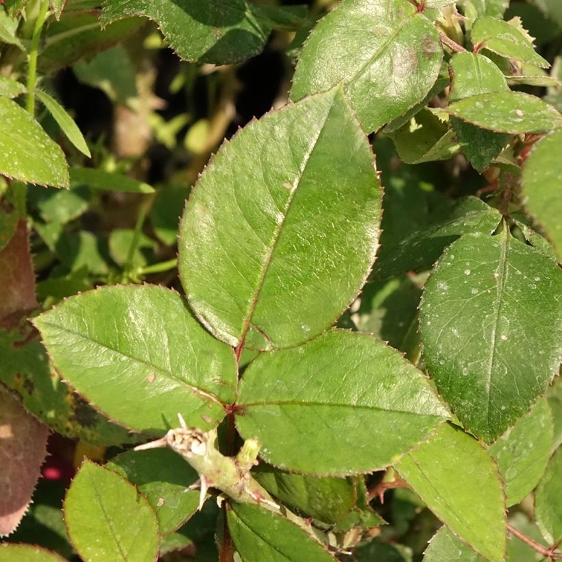 Rosa Guignol - Edelrose (Foliage)