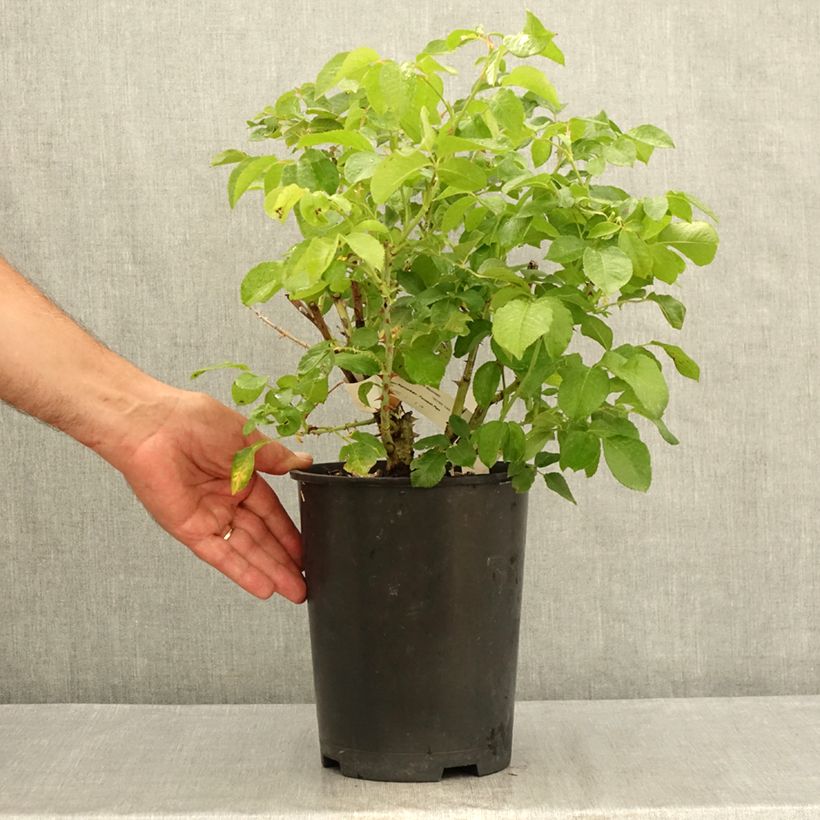Example of Rosa Guillaume Gomez - Edelrose Topf mit 4L/5L as you get in ete