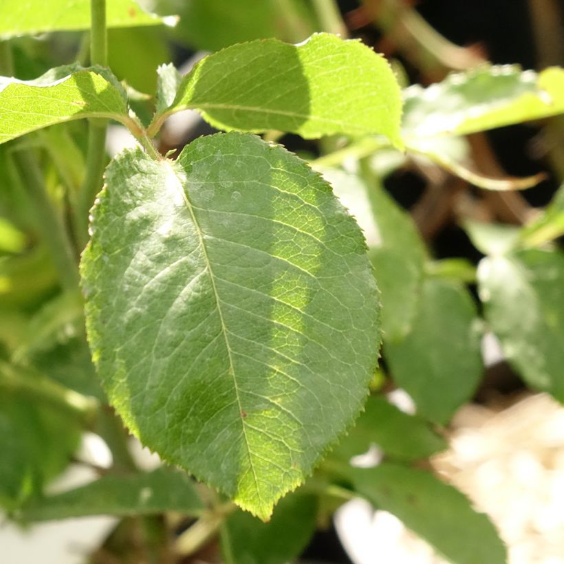 Rosa Guillaume Gomez - Edelrose (Foliage)