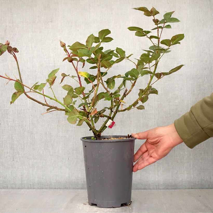 Exemplar von Rosa Hameau Duboeuf - Edelrose Topf mit 4L/5L wie im Frühjahr geliefert