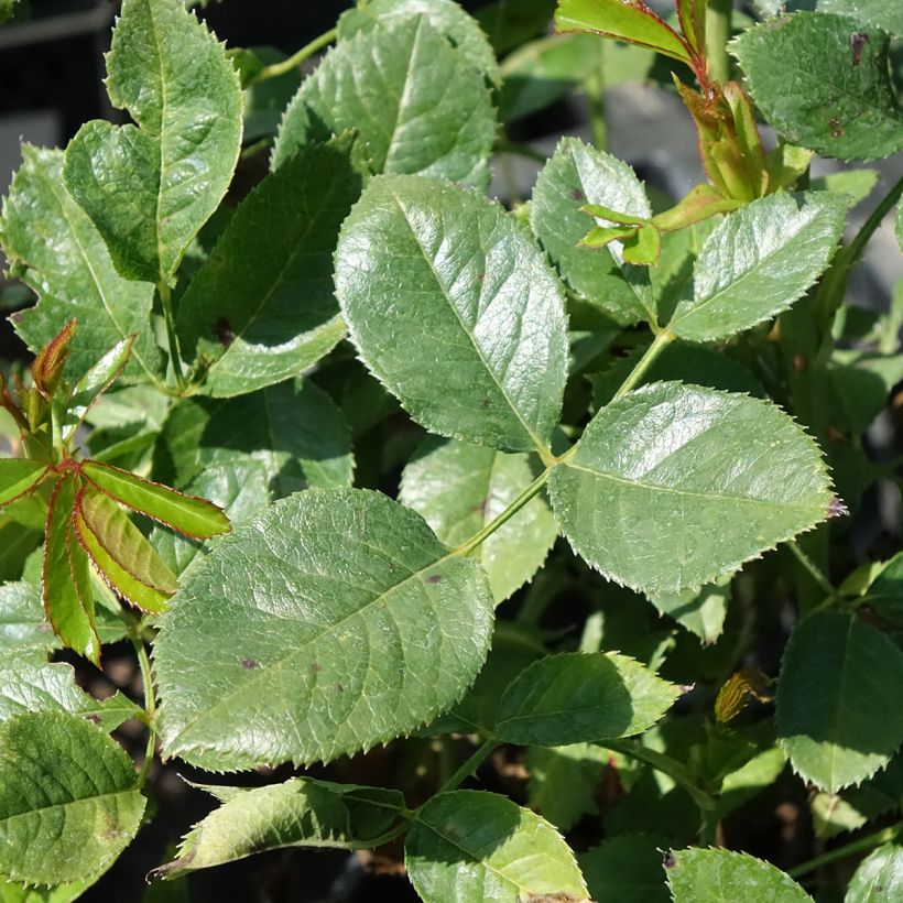 Rosa Holiday Island Key Largo - Edelrose (Foliage)
