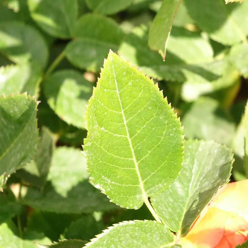 Rosa Ibiza - Edelrose (Foliage)