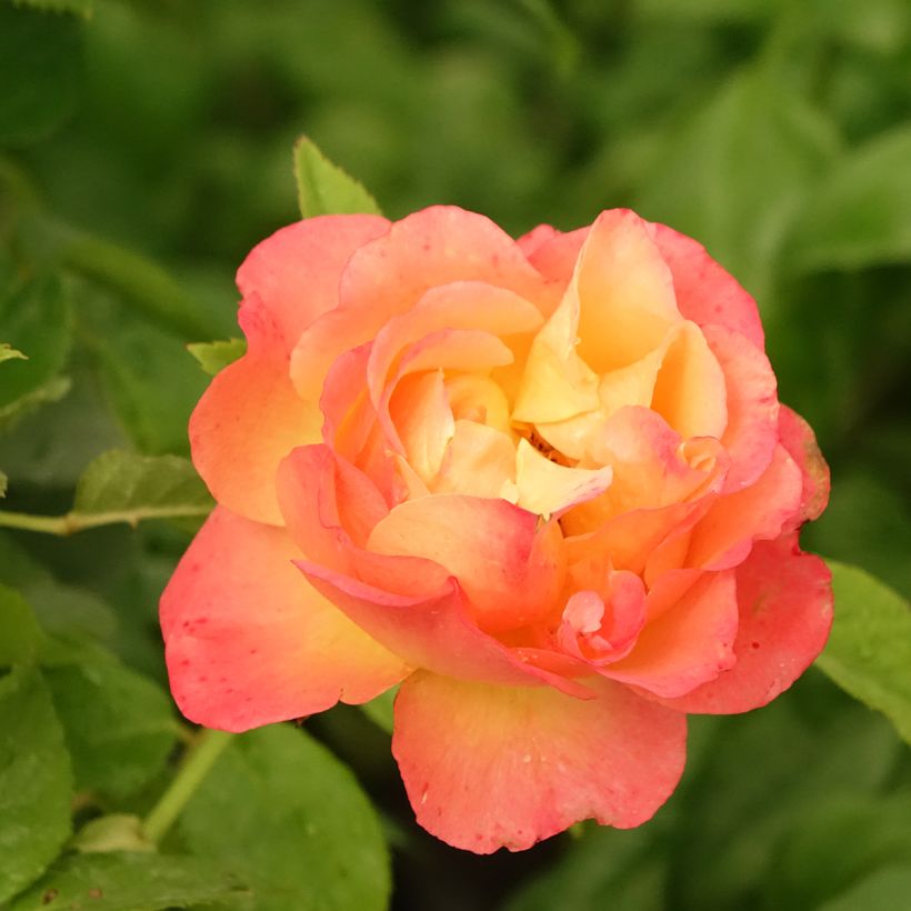 Rosa Ibiza - Edelrose (Flowering)