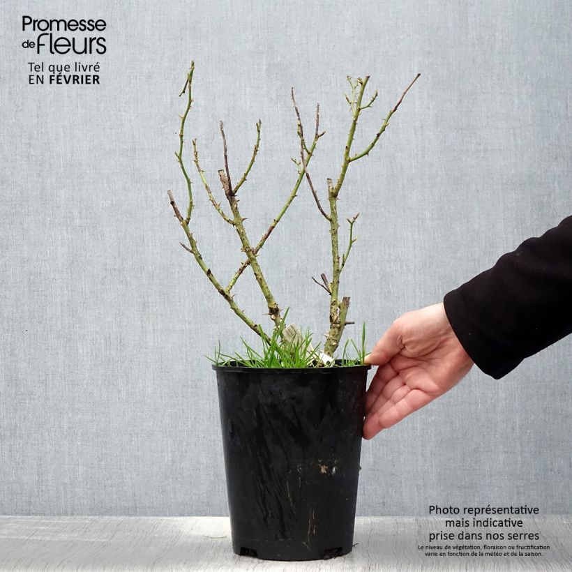 Example of Rosa Impératrice Farah - Edelrose Topf mit 4L/5L as you get in hiver