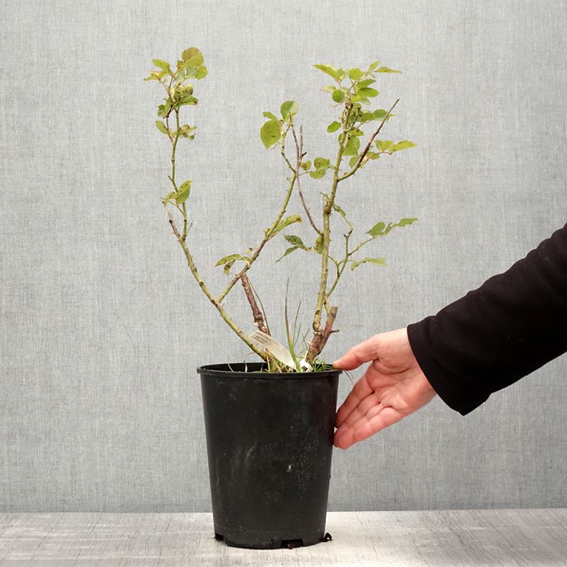 Exemplar von Rosa Impératrice Farah - Edelrose Topf mit 4L/5L wie im Frühjahr geliefert