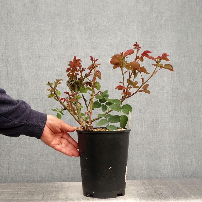 Example of Rosa Jardins de Bagatelle - Edelrose Topf mit 4L/5L as you get in printemps