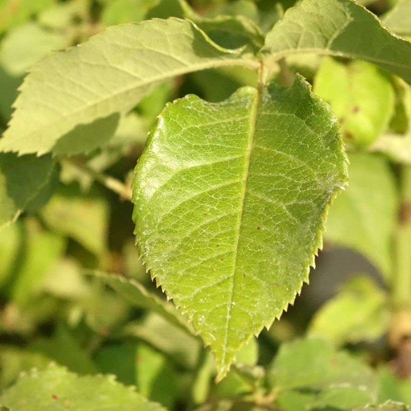 Rosa Jeanne Coeur - Edelrose (Foliage)