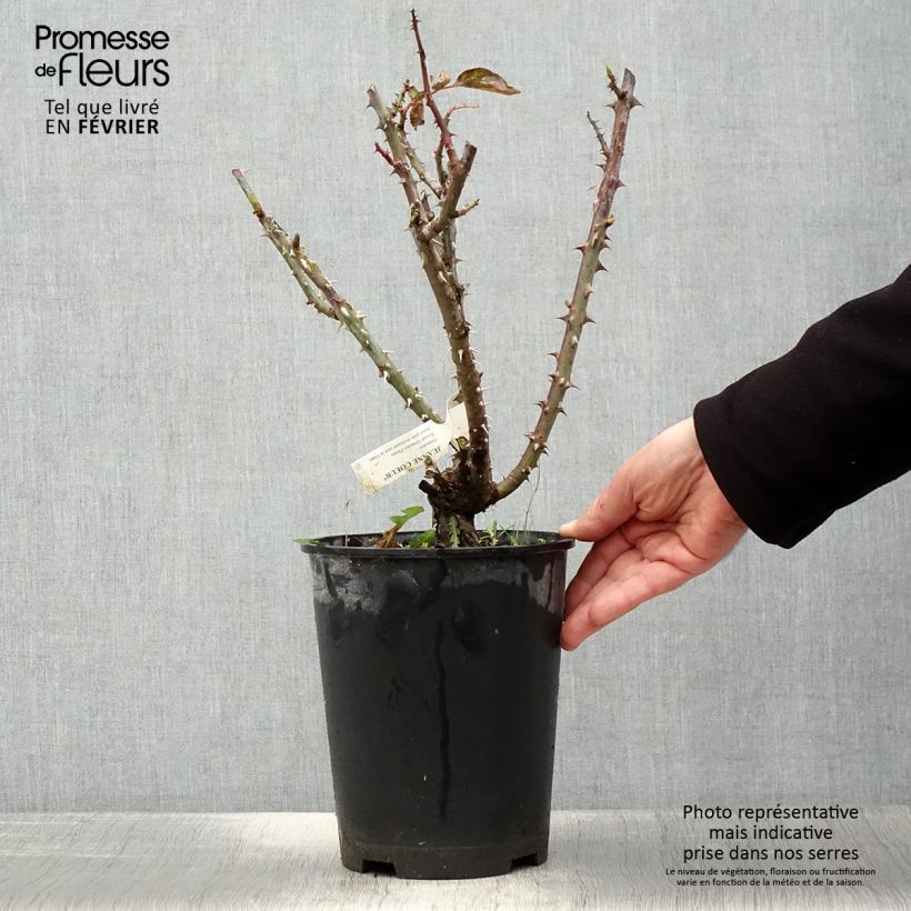 Exemplar von Rosa Jeanne Coeur - Edelrose Topf mit 4L/5L wie im Winter geliefert