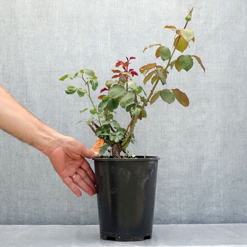 Example of Rosa Jubilé Papa Meilland - Edelrose Topf mit 4L/5L as you get in ete