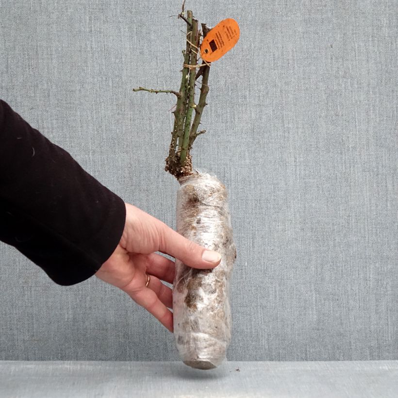 Exemplar von Rosa Jubilé Papa Meilland - Edelrose Wurzelnackt in Beutel wie im Winter geliefert